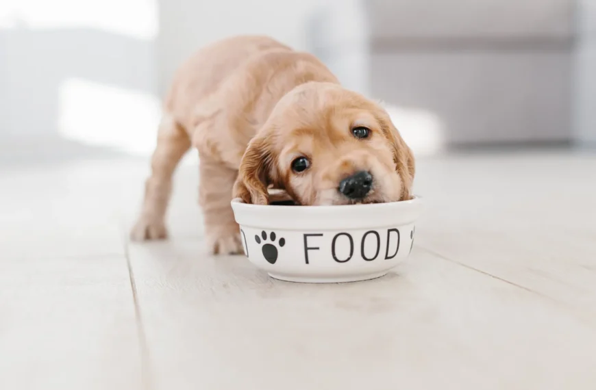 Receita Caseira de Ração Natural para Cães Filhotes