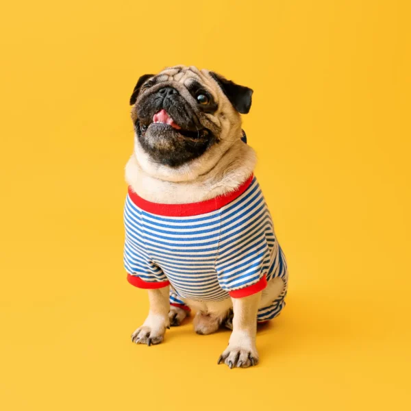 Receita de Comida Caseira para Pug com Problemas…