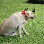Como Preparar Comida Natural e Saudável para Cães Obesos